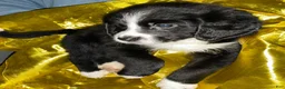 Bernedoodle dogs for sale: Santo Jr - Ad 1
