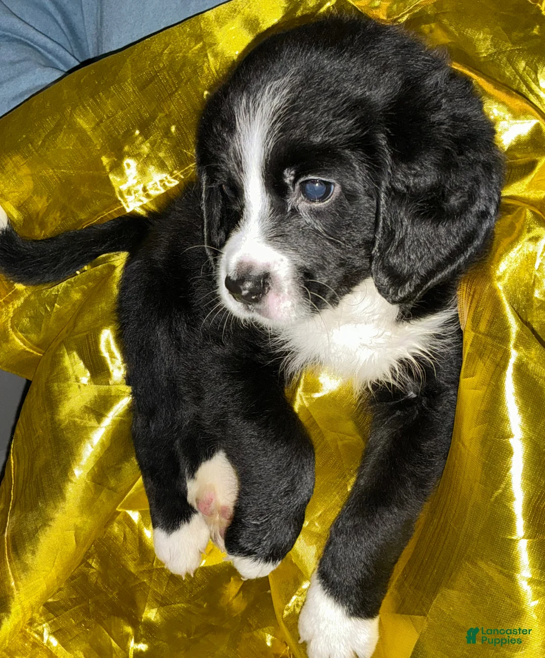 Bernedoodle dogs for sale: Santo Jr - Ad 1