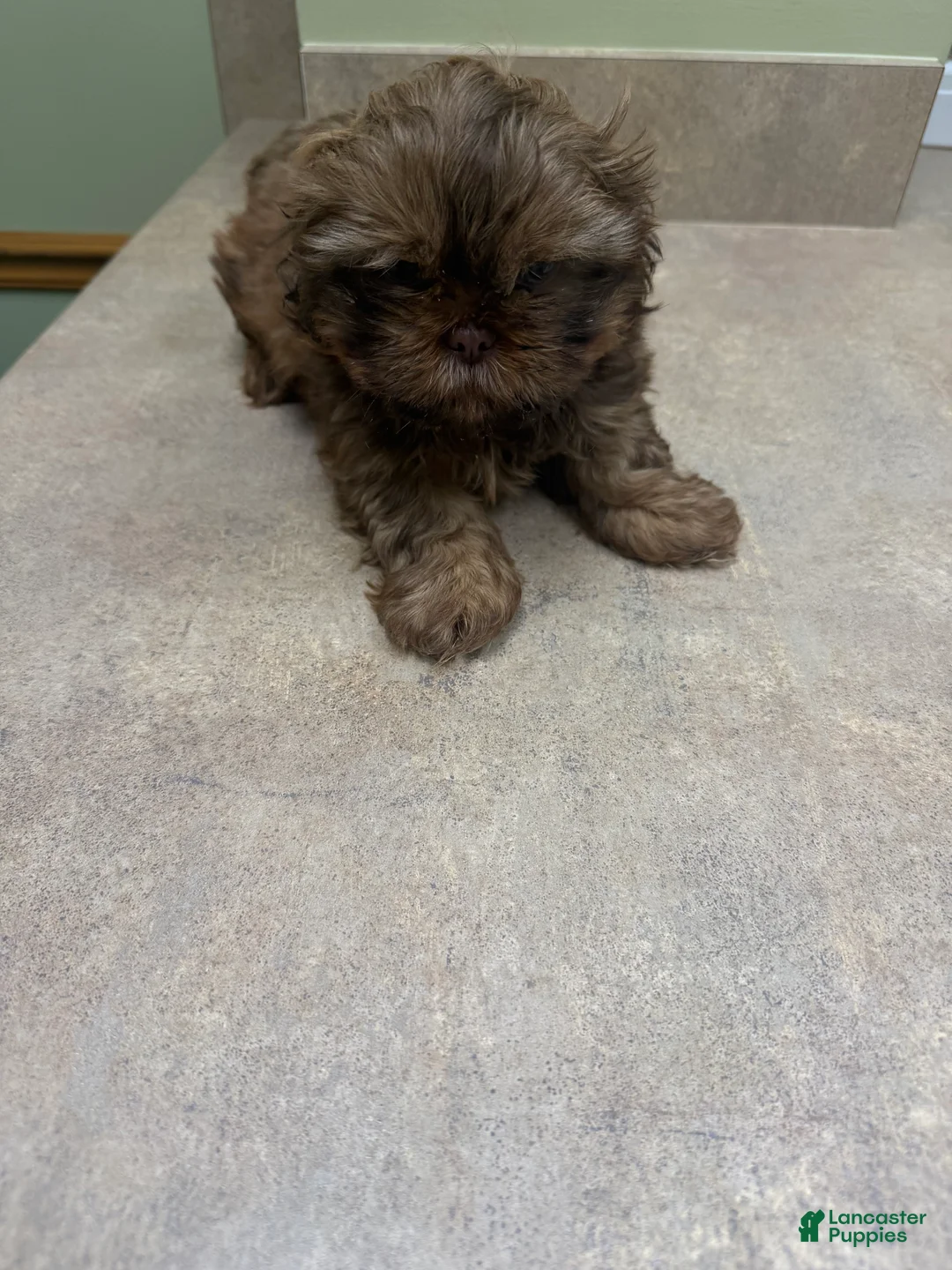 Shih Tzu dogs for sale: Shih Tzu Puppy 2 - Ad 8