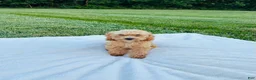 Bichpoo dogs for sale: Bailey - Ad 7