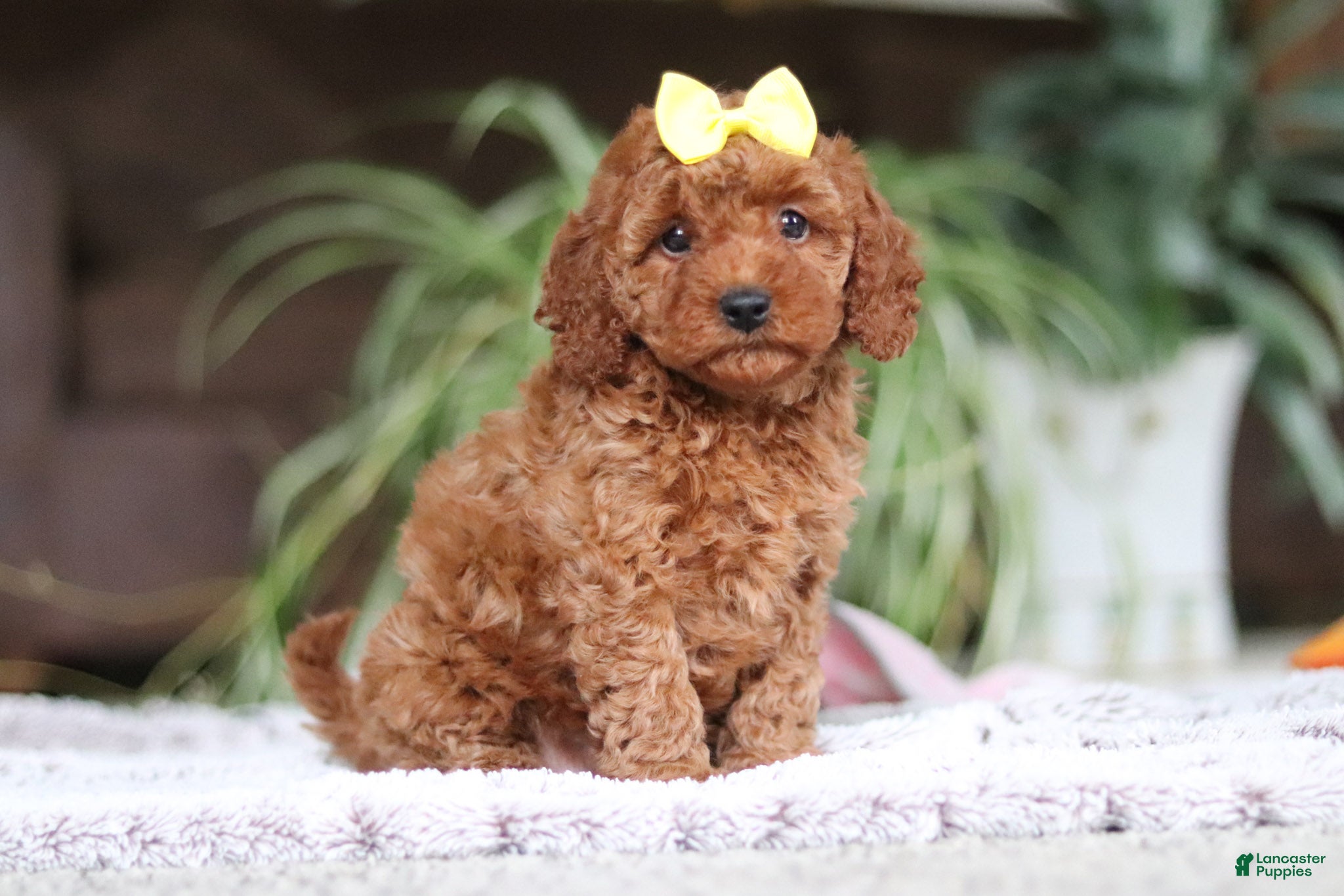 Cavapoo dogs Hailey - Ad 2