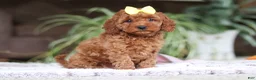 Cavapoo dogs for sale: Hailey - Ad 2