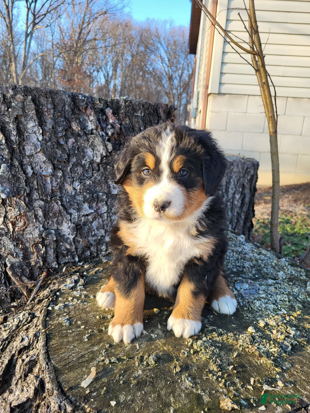 Bernese Mountain Dog dogs for sale: Toby - Ad 3