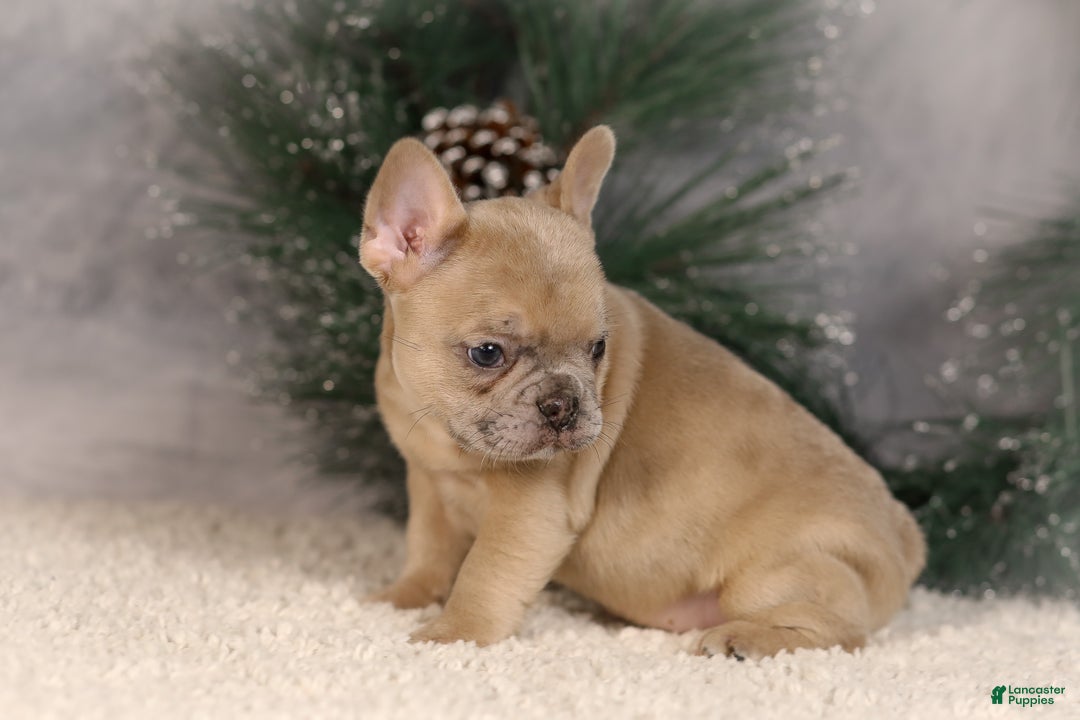 French Bulldog dogs for sale: Amy - Ad 4