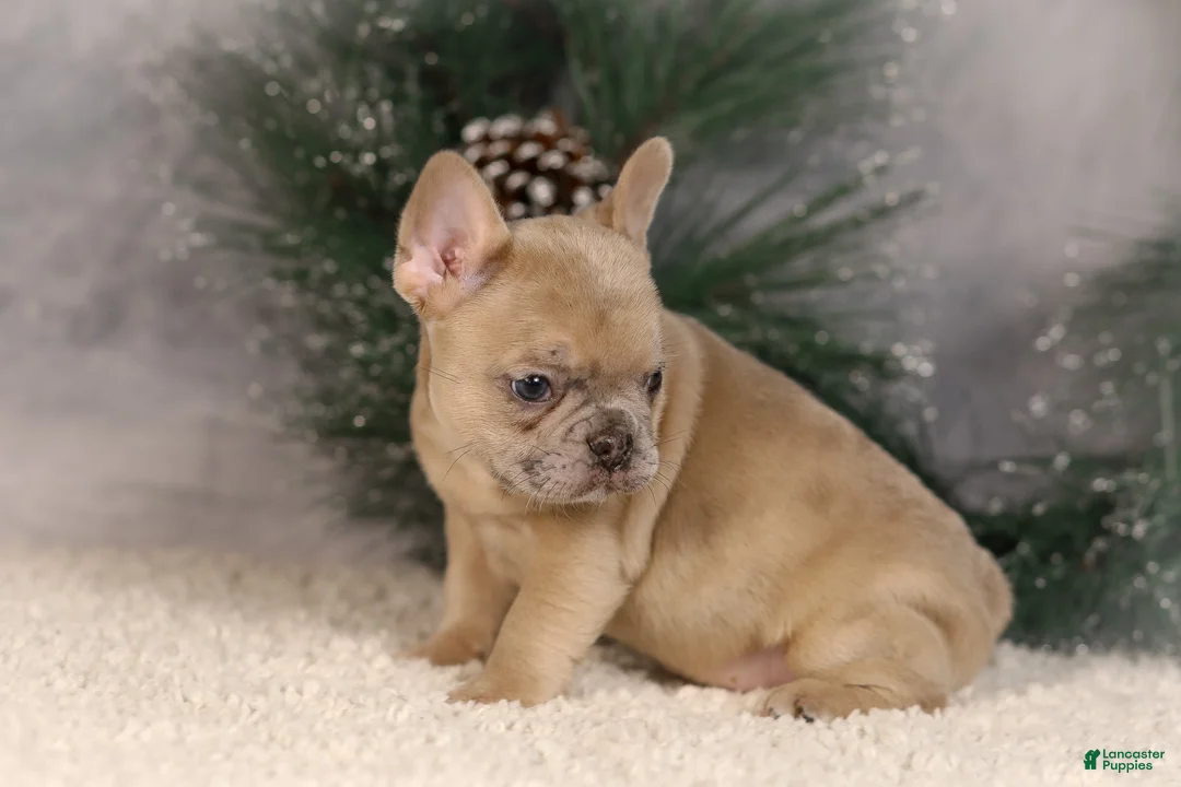 French Bulldog dogs for sale: Amy - Ad 4