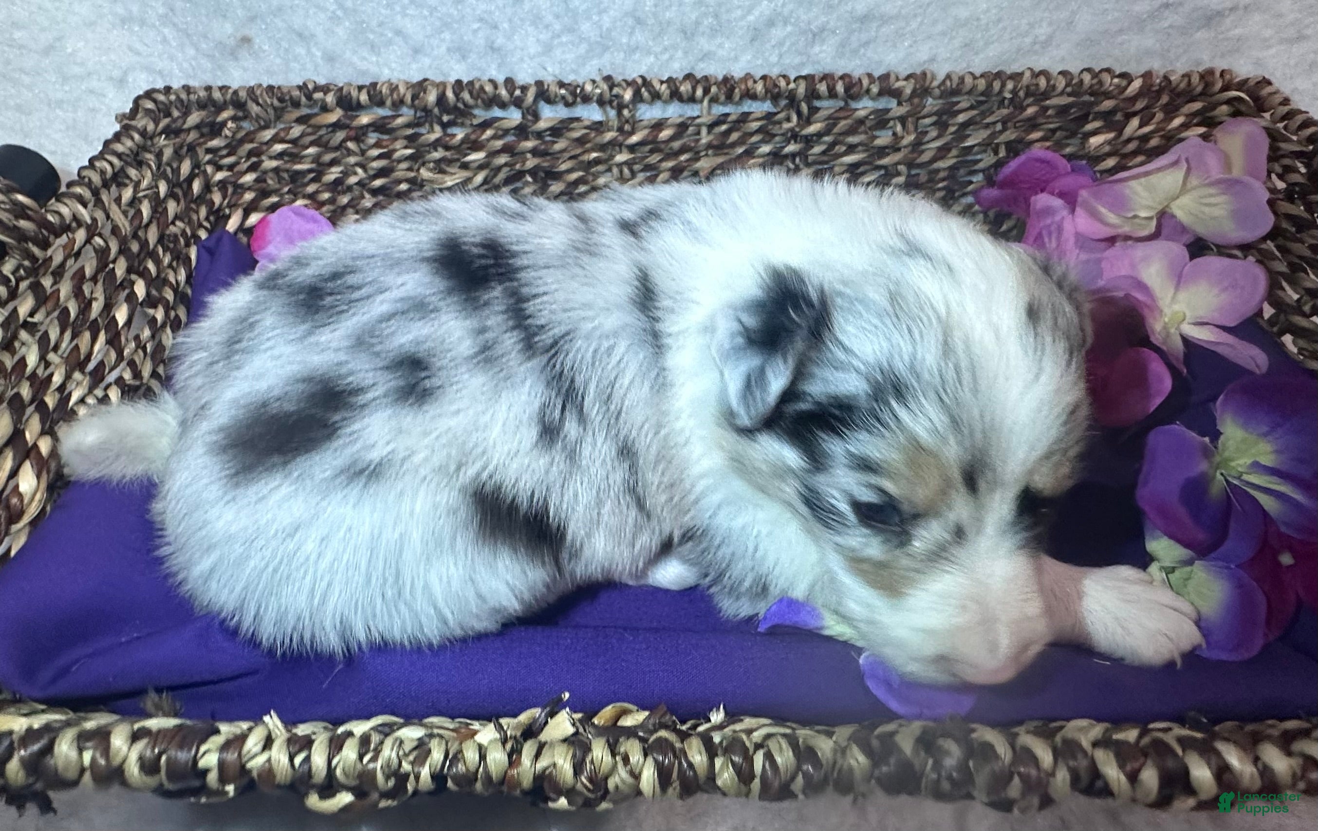Willow