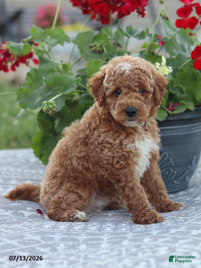 Miniature Poodle dogs Nathan - Ad 2