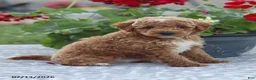 Miniature Poodle dogs for sale: Nathan - Ad 2