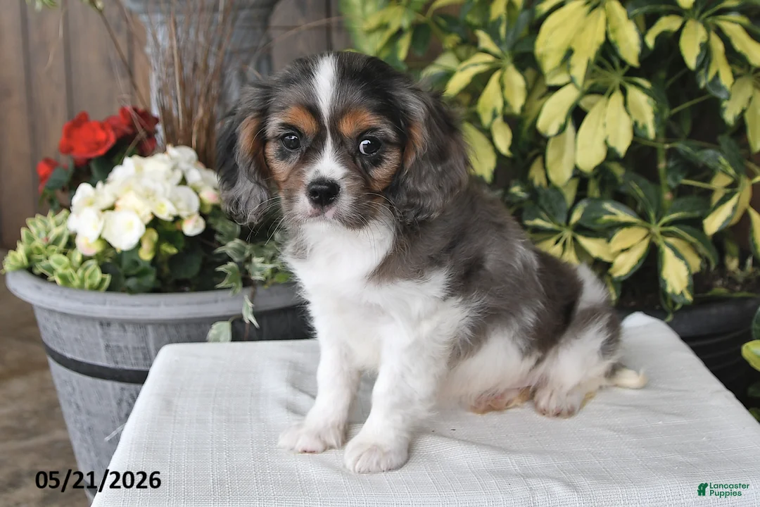Cavalier King Charles Spaniel dogs for sale: Conner - Ad 5