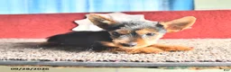 Yorkshire Terrier dogs for sale: Trixie - Ad 3