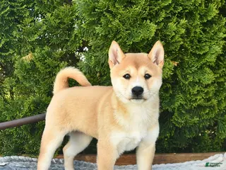 Shih Tzu dogs for sale: Blondie - Ad 3