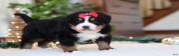 Bernese Mountain Dog dogs for sale: Princess Star - Ad 12