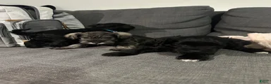 Miniature Schnauzer 3
