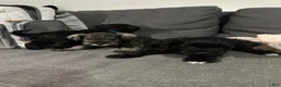 Miniature Schnauzer dogs for sale: Miniature Schnauzer 3 - Ad 1