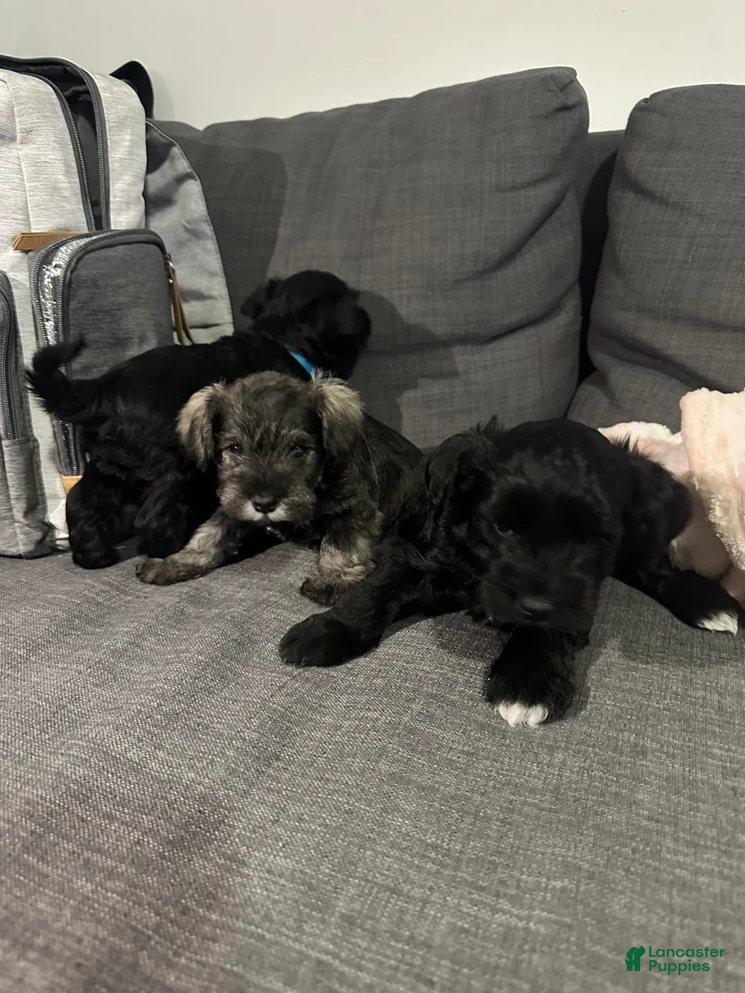 Miniature Schnauzer dogs for sale: Miniature Schnauzer 3 - Ad 1