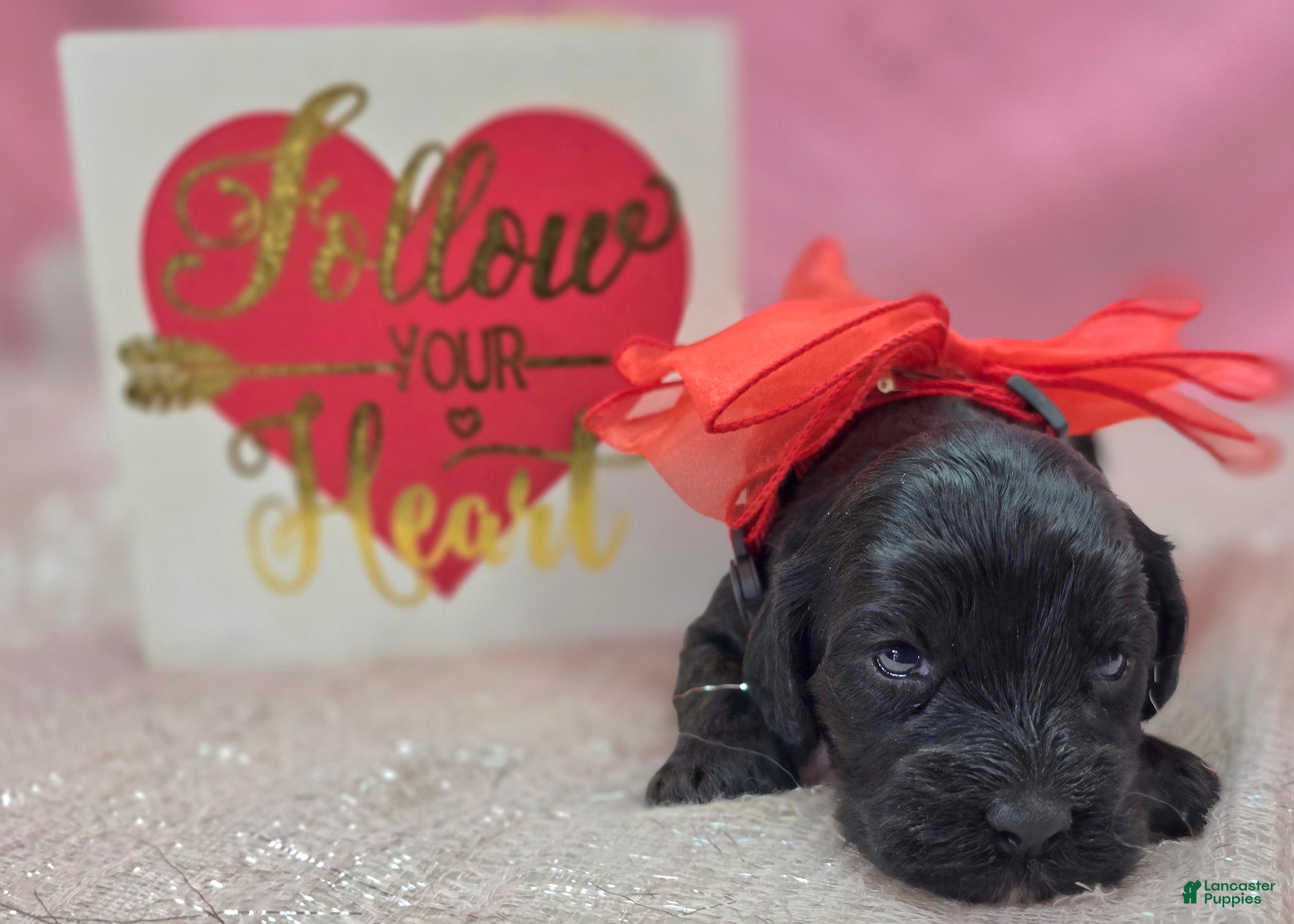 Cockapoo dogs Nova - Ad 17