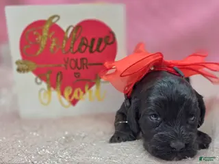 Cockapoo dogs Nova - Ad 20