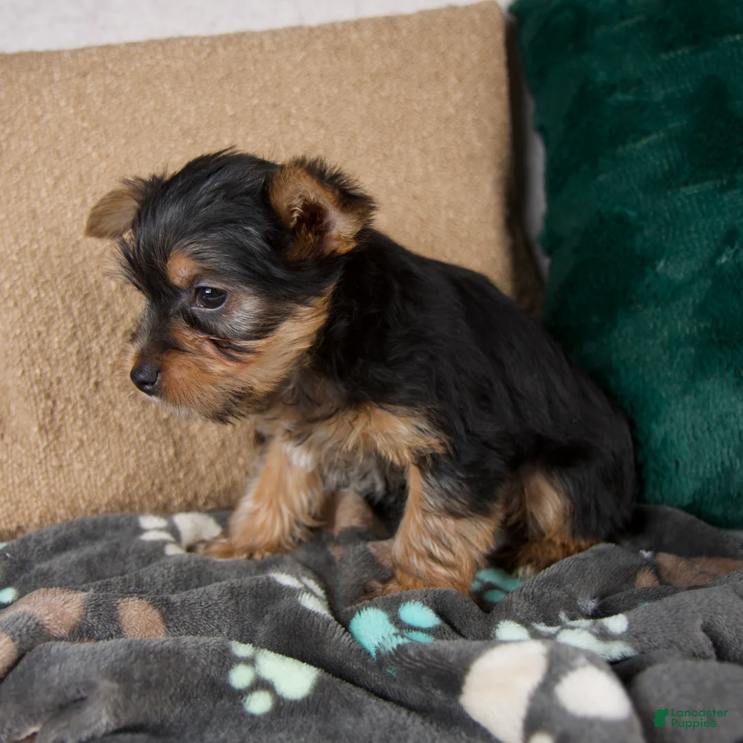 Yorkshire Terrier dogs for sale: Layla - Ad 3