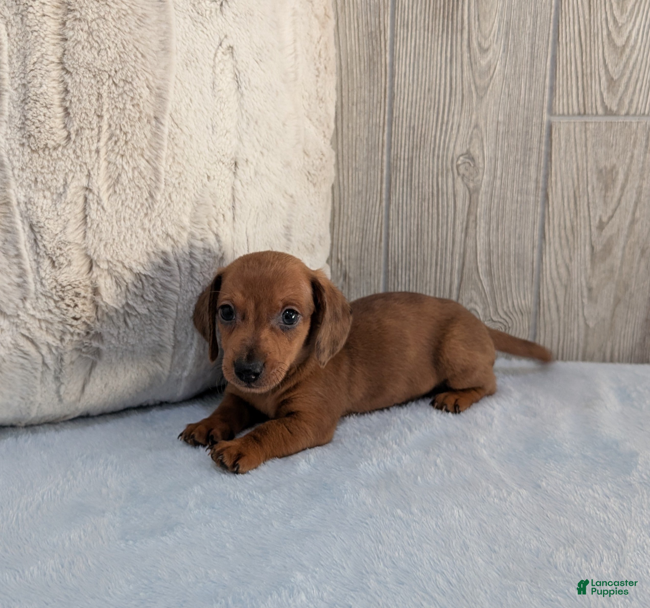 Miniature Dachshund dogs Simon - Ad 1