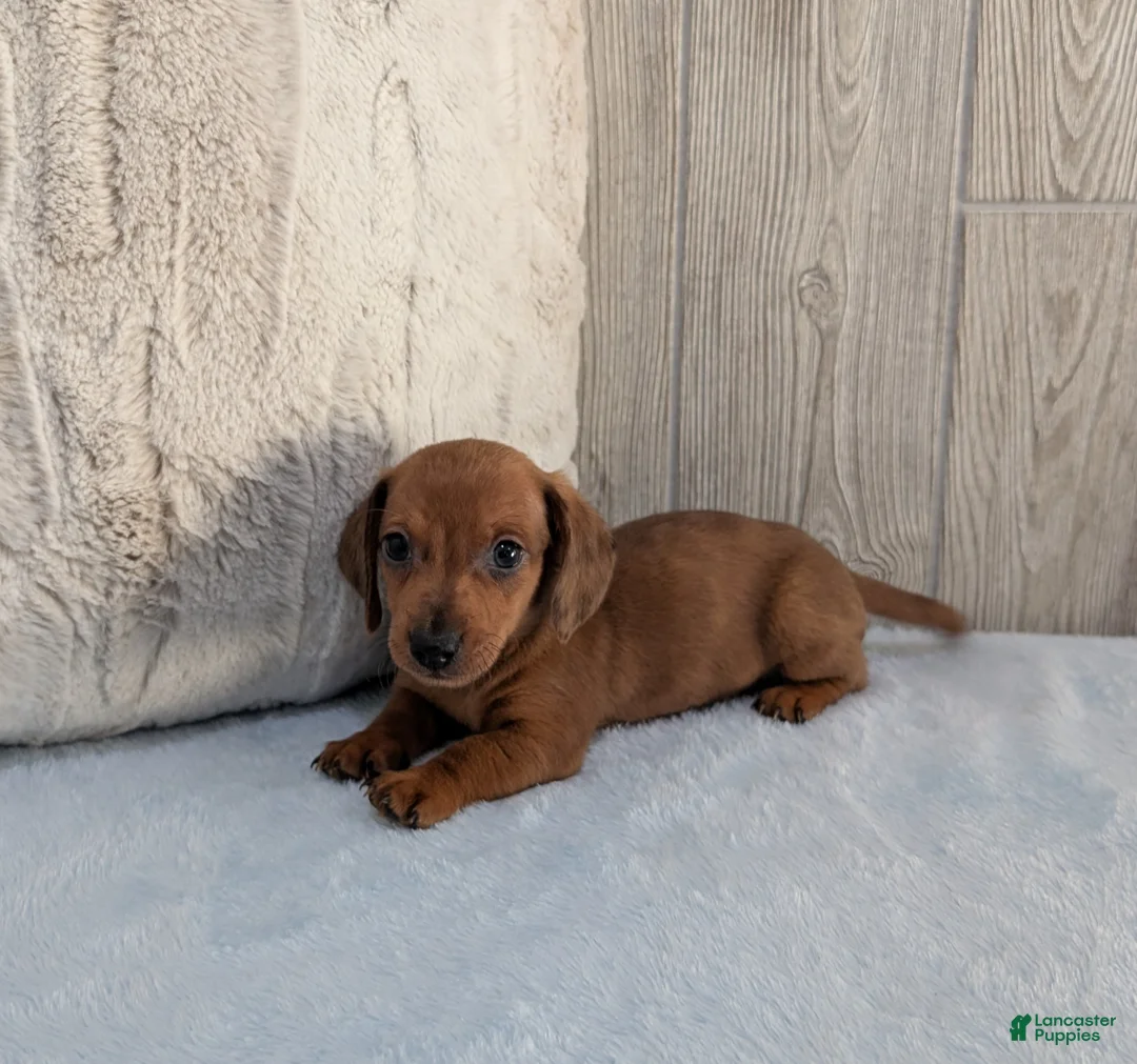 Miniature Dachshund dogs for sale: Simon - Ad 1
