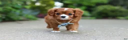 Cavalier King Charles Spaniel dogs for sale: Charlie - Ad 12