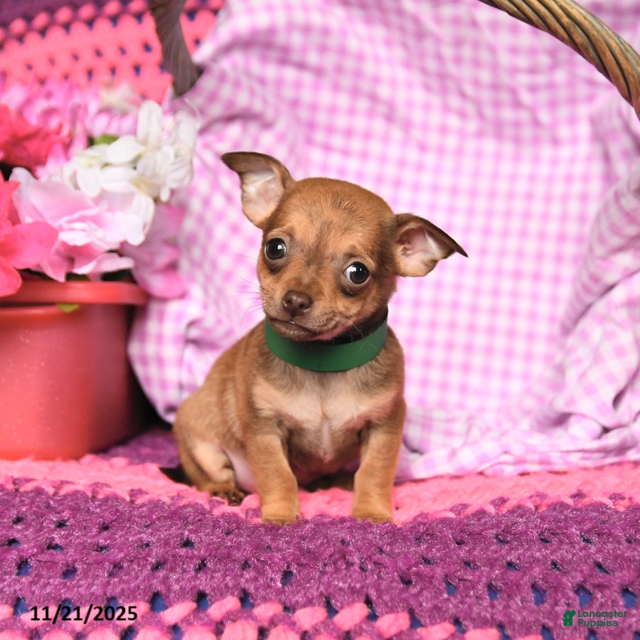 Chihuahua dogs Max - Ad 38