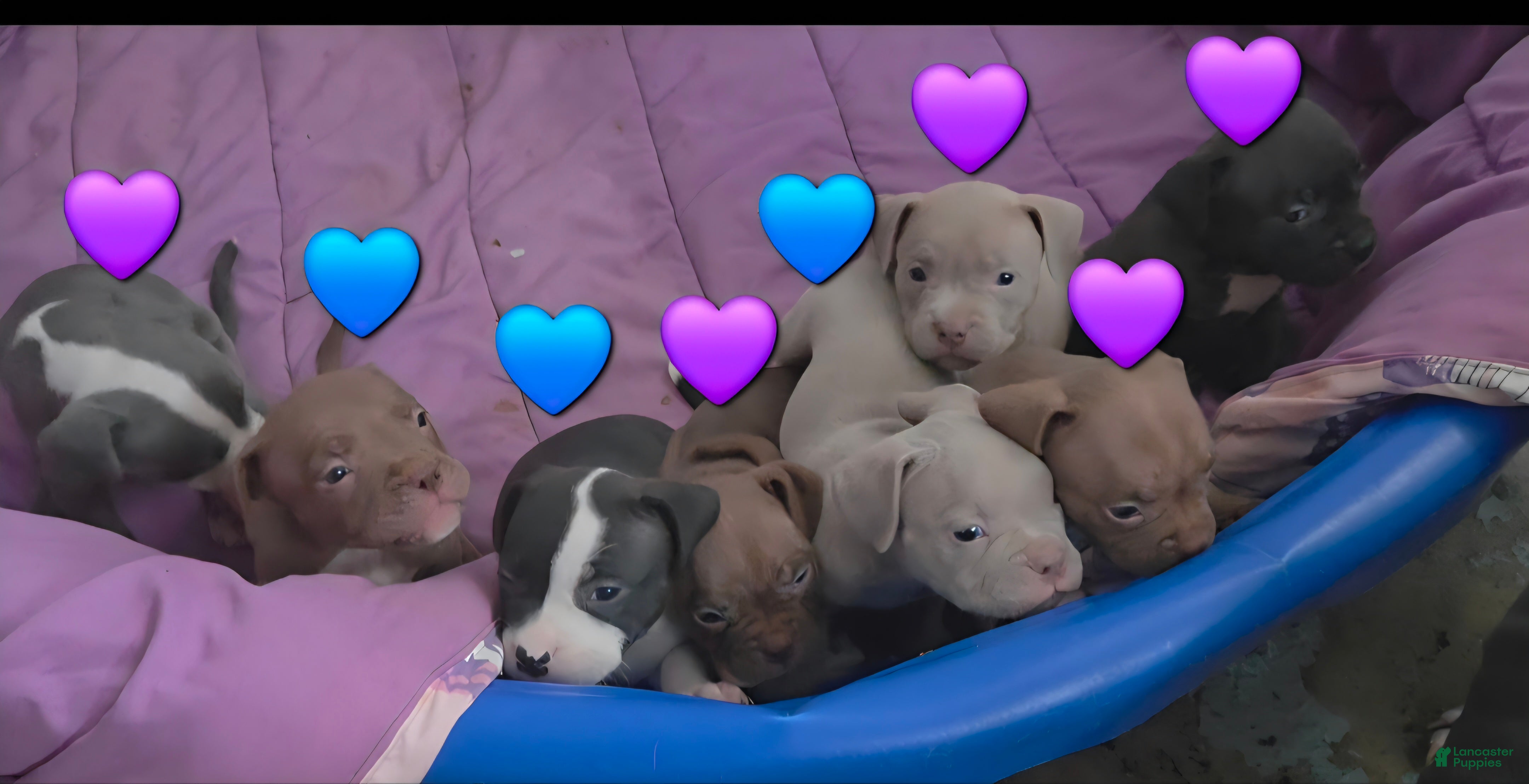 American Bully dogs American Bully 1 - Ad 39