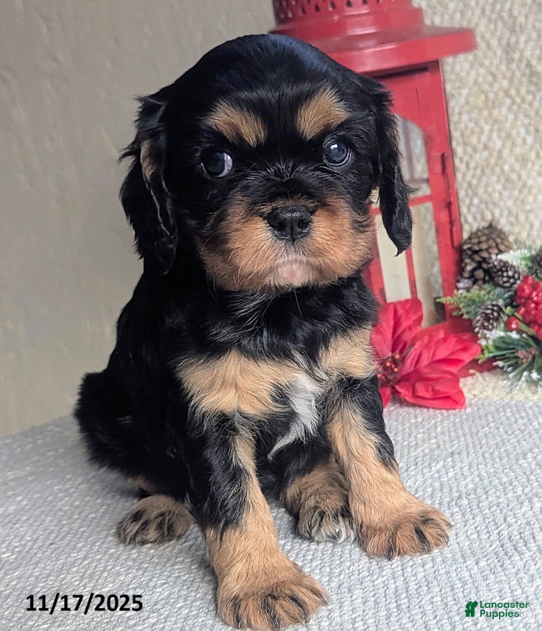 Cavalier King Charles Spaniel dogs for sale: Betty   - Ad 6