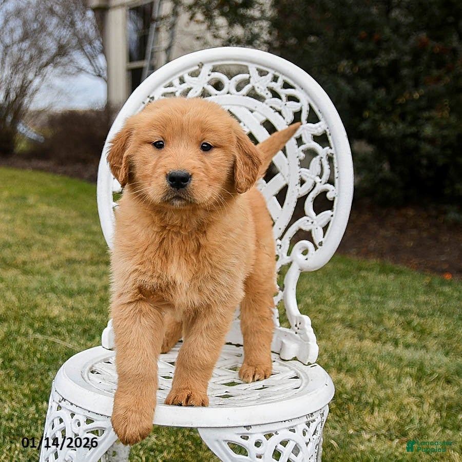 Golden Retriever dogs Piper - Ad 17