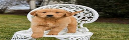 Golden Retriever dogs for sale: Piper - Ad 1