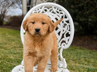 Golden Retriever dogs Piper - Ad 17