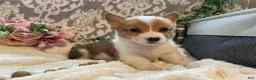 Welsh Corgi Pembroke dogs for sale: Sawyer  - Ad 10
