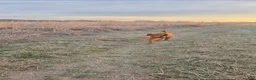 Vizsla dogs for stud: Red the stud  - Ad 7