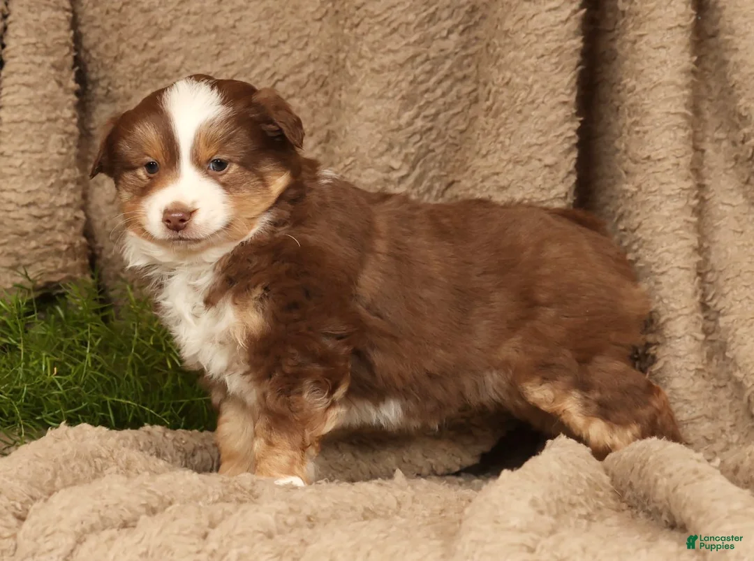 Miniature Australian Shepherd dogs for sale: Deacon - Ad 8