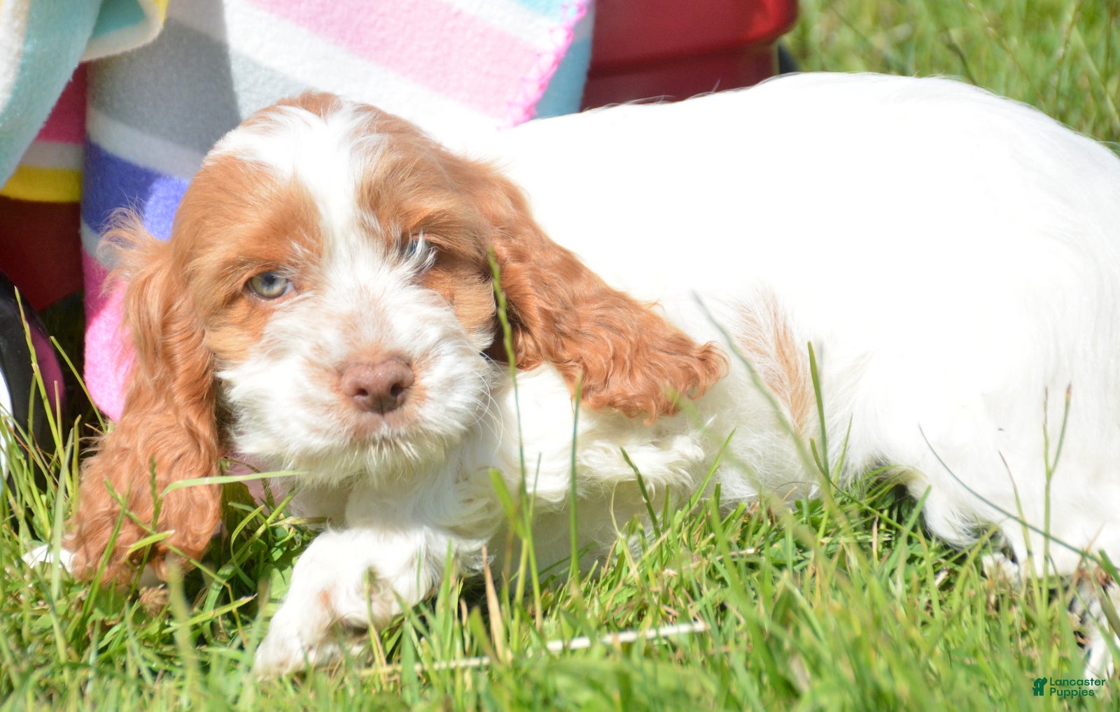 Cockapoo dogs Cockapoo Cari - Ad 40