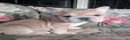 French Bulldog dogs for sale: Peter  - Ad 9