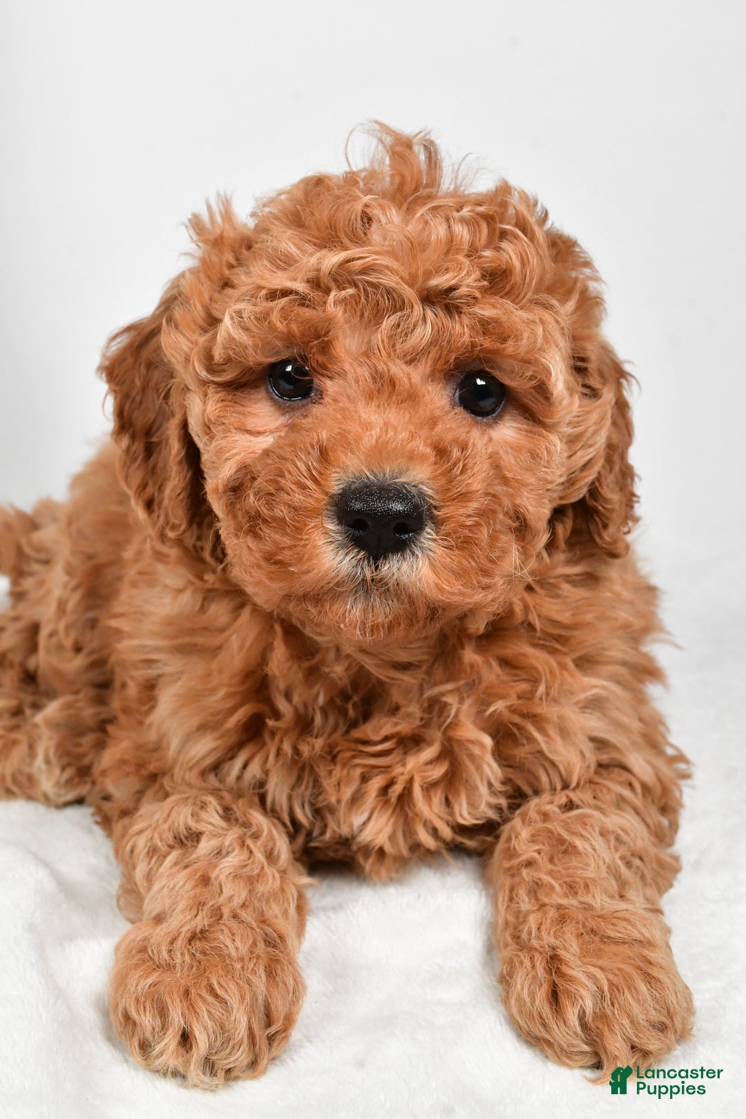 Mini Goldendoodle dogs for sale: Callie - Ad 4