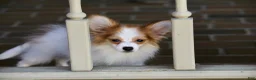 Papillon dogs for sale: Nerf - Ad 6