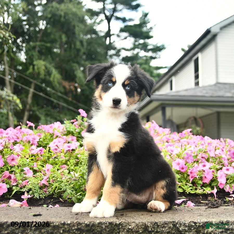 Australian Shepherd dogs Destiny  - Ad 2