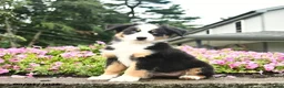 Australian Shepherd dogs for sale: Destiny  - Ad 2