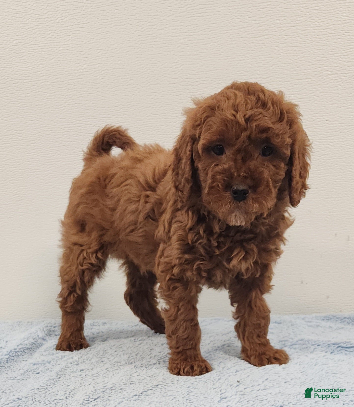 Mini Goldendoodle dogs Rambo - Ad 1