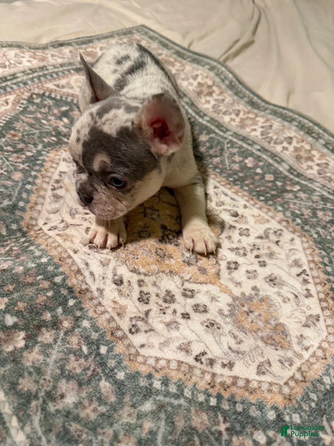French Bulldog dogs for sale: French Bulldog 4 - Ad 1