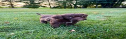 Portuguese Water Dog dogs for sale: Hazel - Ad 3