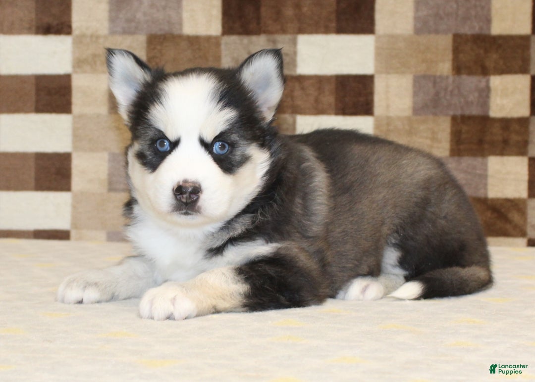 Pomsky dogs for sale: Bailey - Ad 2