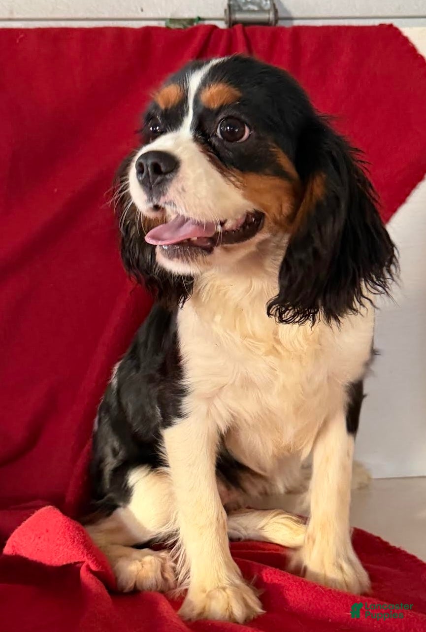 Cavalier King Charles Spaniel dogs Maxine - Ad 42