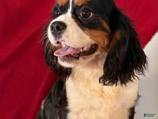 Cavalier King Charles Spaniel dogs Maxine - Ad 14