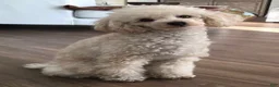Shihpoo dogs for sale: Shihpoo 2 - Ad 3