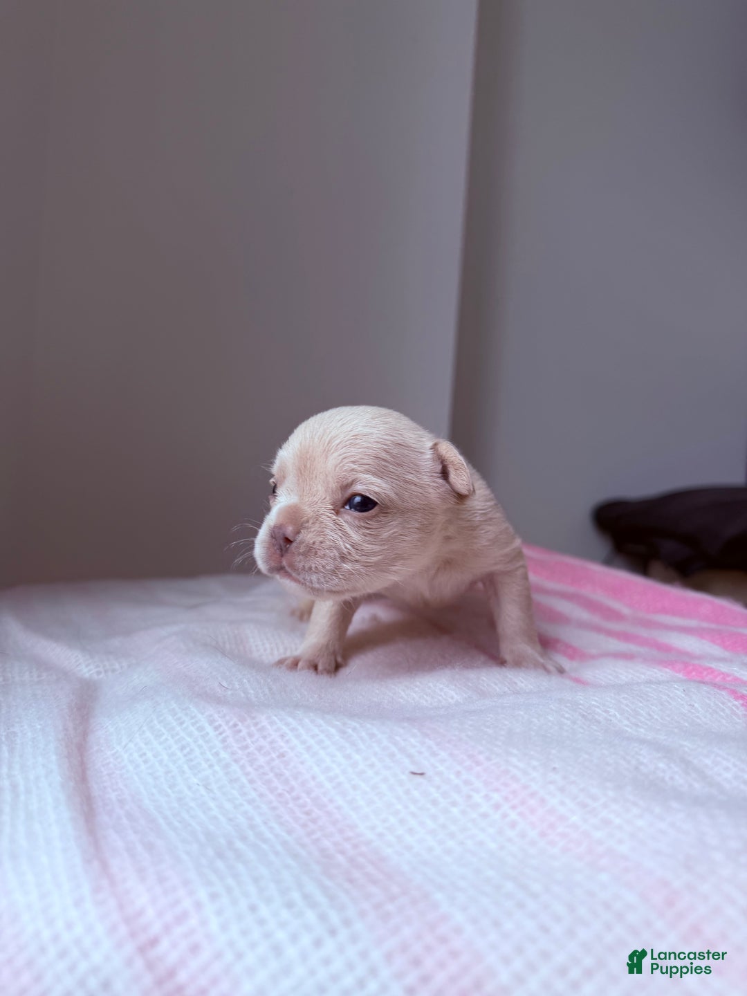 French Bulldog dogs for sale: Isabella - Ad 3