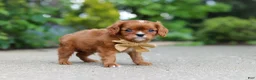 Cavalier King Charles Spaniel dogs for sale: George - Ad 8
