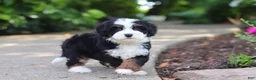 Mini Bernedoodle dogs for sale: Juniper - Ad 6